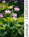 蓮の花 116052829