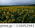 中山ひまわり団地 116052941