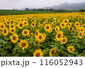 中山ひまわり団地 116052943