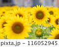 ひまわり畑 116052945