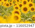 ひまわり畑 116052947