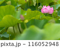 蓮の花 116052948