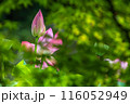 蓮の蕾 116052949
