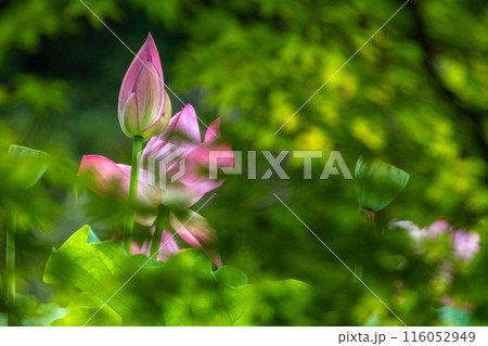 蓮の蕾 蓮の蕾 116052949