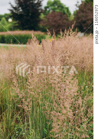 Bent grass also known as bentgrass or colonial bent or Agrostis capillaris. Abstract neutral background. 116052973