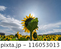 ひまわり畑 116053013