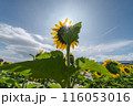ひまわり畑 116053016