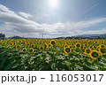 ひまわり畑 116053017