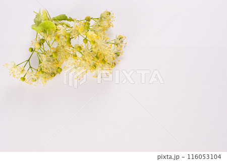Linden blossom flowers on white background. Close up. Copy space 116053104
