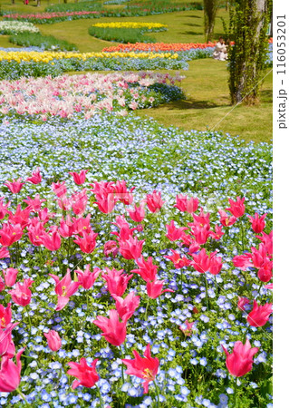 春の明石海峡公園の満開の花畑（兵庫県淡路市） 116053201