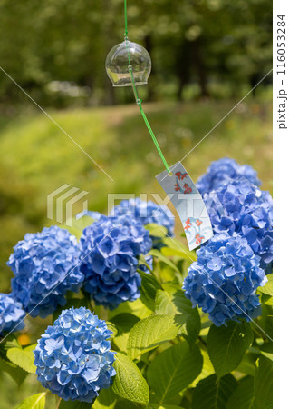 風鈴と紫陽花 116053284