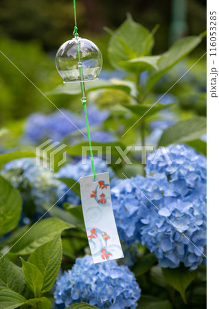 風鈴と紫陽花 116053285