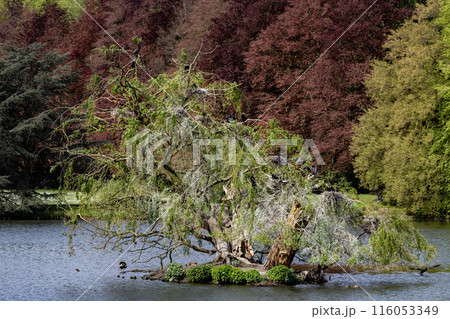 A tree is sitting on a small island in a pond 116053349