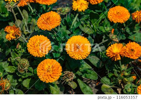 Bright Orange Marigold Flowers in Bloom 116053357