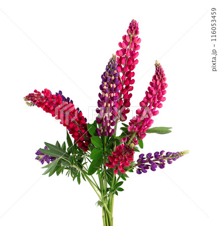 Bouquet of colorful lupine flowers, isolated on white background. Bunch of lupines, spring flower. Bouquet of colorful lupine flowers, isolated on white background. Bunch of lupines, spring flower. 116053459