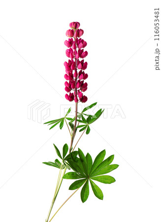 Red lupine flower isolated on white background. Bunch of colorful lupines, spring flower. Red lupine flower isolated on white background. Bunch of colorful lupines, spring flower. 116053481