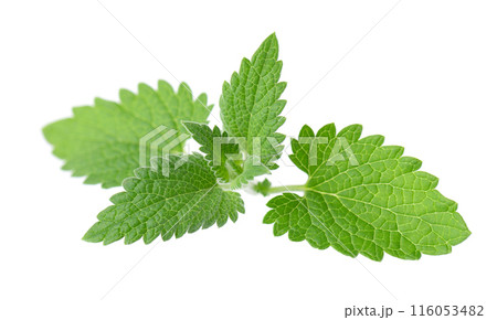 Green leaves of lemon balm or melissa plant isolated on white background. Fresh green mint leaf. Clipping path. Green leaves of lemon balm or melissa plant isolated on white background. Fresh green mint leaf. Clipping path. 116053482
