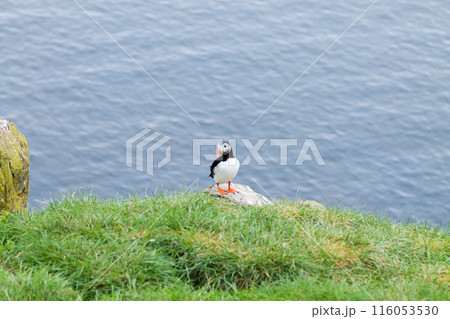 Atlantic puffin from Borgarfjordur fjord, east Iceland Atlantic puffin from Borgarfjordur fjord, east Iceland 116053530
