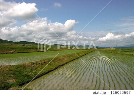田植えが済んだ北海道の広大な水田 田植えが済んだ北海道の広大な水田 116053697