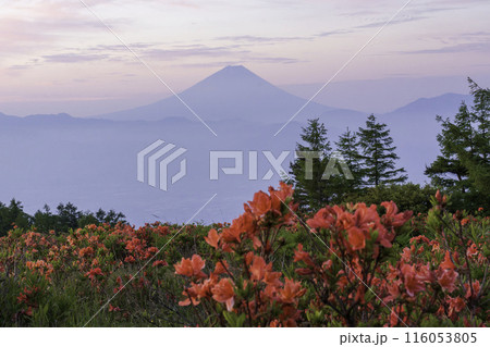 朝の甘利山からレンゲツツジと富士山 116053805