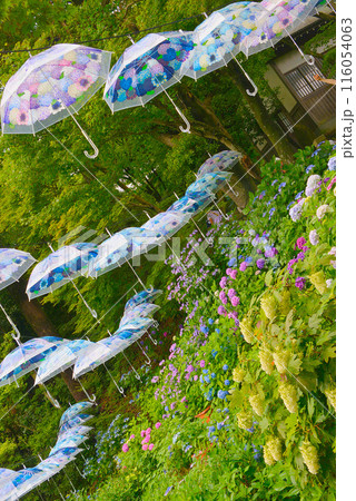 揚谷寺　あじさい寺　21 116054063