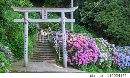 鳥居と紫陽花 観光スポット「三角大矢野海辺県立公園の一角にある景勝の地」(熊本県・住吉自然公園) 鳥居と紫陽花 観光スポット「三角大矢野海辺県立公園の一角にある景勝の地」(熊本県・住吉自然公園) 116054175