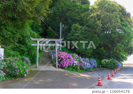 鳥居と紫陽花　観光スポット「三角大矢野海辺県立公園の一角にある景勝の地」(熊本県・住吉自然公園) 116054178