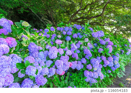 紫陽花の花 観光スポット「三角大矢野海辺県立公園の一角にある景勝の地」(熊本県・住吉自然公園) 紫陽花の花 観光スポット「三角大矢野海辺県立公園の一角にある景勝の地」(熊本県・住吉自然公園) 116054183