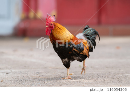 Selective focus of rooster walking. 116054306