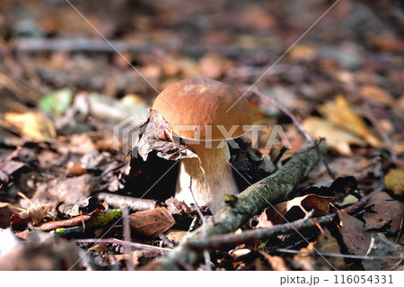 White mushroom in a clearing in a natural environment, autumn leaves, sun rays, selective focus White mushroom in a clearing in a natural environment, autumn leaves, sun rays, selective focus 116054331