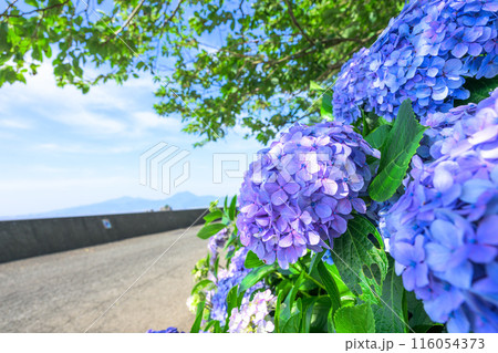 紫陽花の花から観える風景「三角大矢野海辺県立公園の一角にある景勝の地」(熊本県・住吉自然公園) 紫陽花の花から観える風景「三角大矢野海辺県立公園の一角にある景勝の地」(熊本県・住吉自然公園) 116054373