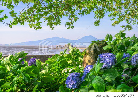 紫陽花の花から観える風景「三角大矢野海辺県立公園の一角にある景勝の地」(熊本県・住吉自然公園) 116054377