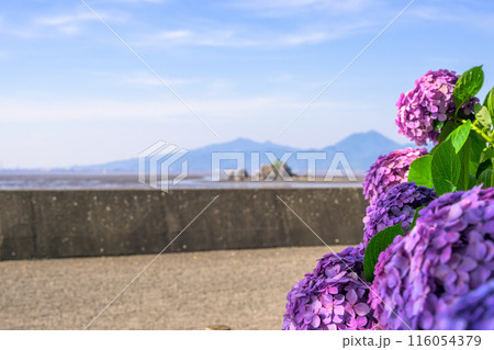 紫陽花の花から観える風景「三角大矢野海辺県立公園の一角にある景勝の地」(熊本県・住吉自然公園) 116054379