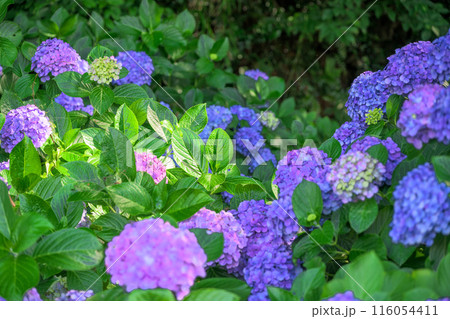 紫陽花の花　観光スポット「三角大矢野海辺県立公園の一角にある景勝の地」(熊本県・住吉自然公園) 116054411