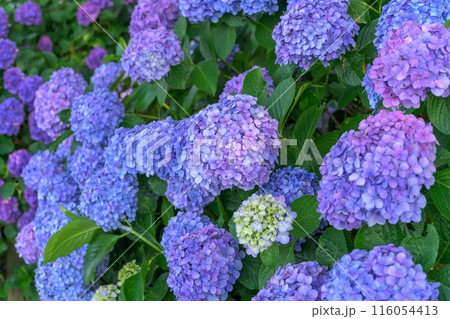 紫陽花の花 観光スポット「三角大矢野海辺県立公園の一角にある景勝の地」(熊本県・住吉自然公園) 紫陽花の花 観光スポット「三角大矢野海辺県立公園の一角にある景勝の地」(熊本県・住吉自然公園) 116054413