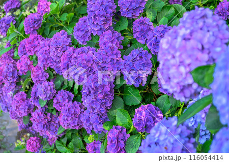 紫陽花の花　観光スポット「三角大矢野海辺県立公園の一角にある景勝の地」(熊本県・住吉自然公園) 116054414