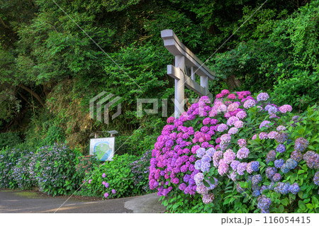 紫陽花の花 観光スポット「三角大矢野海辺県立公園の一角にある景勝の地」(熊本県・住吉自然公園) 紫陽花の花 観光スポット「三角大矢野海辺県立公園の一角にある景勝の地」(熊本県・住吉自然公園) 116054415