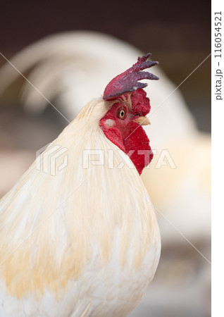 Vertical portrait of chicken.Selective focus. Vertical portrait of chicken.Selective focus. 116054521