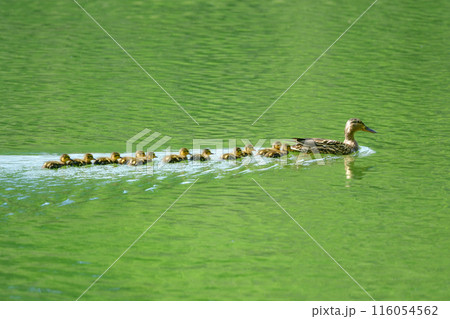 公園の池で子育てする身近な野鳥、緑色が美しいマガモ 公園の池で子育てする身近な野鳥、緑色が美しいマガモ 116054562