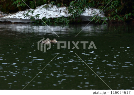 初夏の公園の池で子育てをする身近な野鳥、人気者のカルガモ 116054617