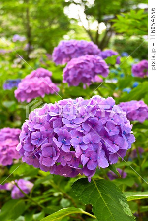 梅雨の晴れ間に咲く紫陽花 梅雨の晴れ間に咲く紫陽花 116054656
