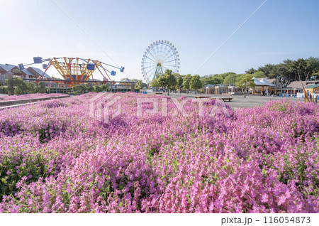 茨城 ひたち海浜公園 茨城 ひたち海浜公園 116054873