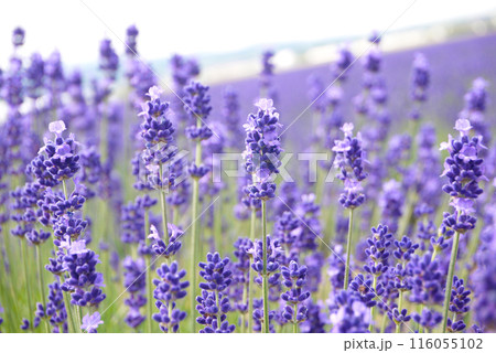 北海道のラベンダー2 北海道のラベンダー2 116055102
