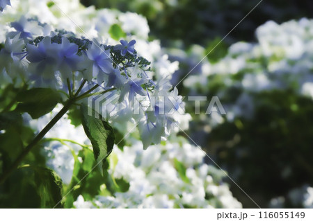 紫陽花 116055149