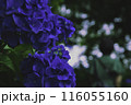 紫陽花 116055160