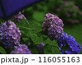 傘と紫陽花 116055163
