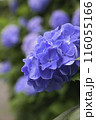 紫陽花 116055166