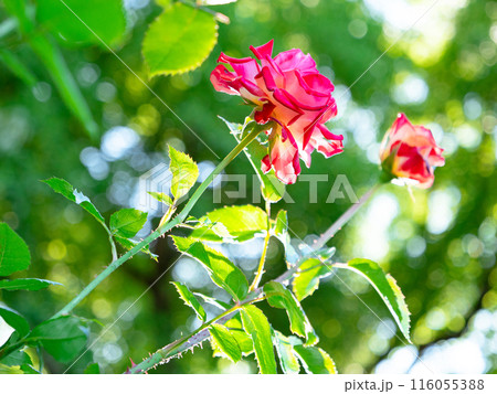 赤いバラ 赤いバラ 116055388