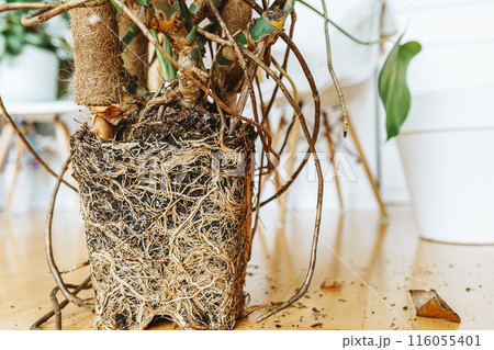 Cross section of soil, monstera with roots 116055401