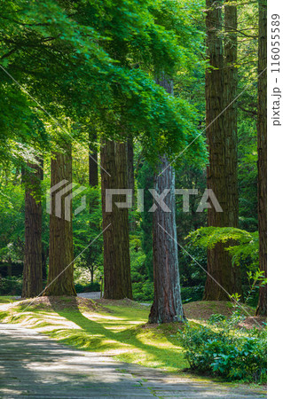 レッドヒル ヒーサーの森、緑美しい里山庭園〈三重県津市〉 レッドヒル ヒーサーの森、緑美しい里山庭園〈三重県津市〉 116055589
